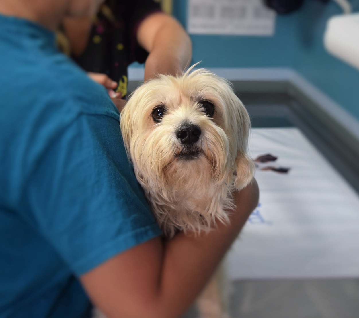 Dog in the Veterinary Clinic